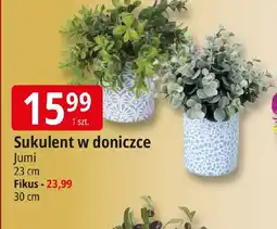 E.Leclerc Sukulent w doniczce Jumi oferta