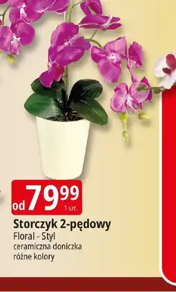 E.Leclerc Storczyk 2-pędowy oferta