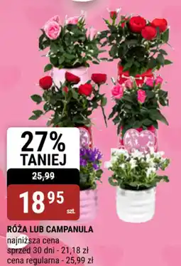 bi1 Róża lub campanula oferta
