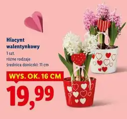 Lidl Hiacynt walentynkowy oferta
