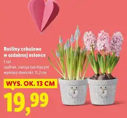 Lidl Rośliny cebulowe w ozdobnej osłonce oferta