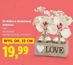 Lidl Orchidea w drewnianej doniczce oferta