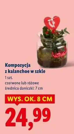 Lidl Kompozycja z kalanchoe w szkle oferta
