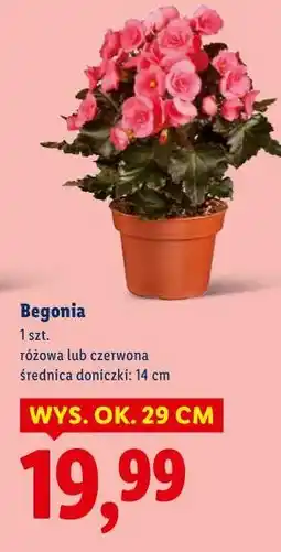 Lidl Begonia oferta