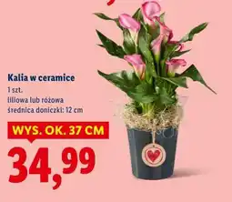 Lidl Kalia w ceramice oferta