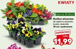 Kaufland Roślina wiosenna (prymule, bratki, stokrotki) 10-szt. opakowanie oferta