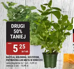bi1 Bazylia, kolendra, szczypior, pietruszka lub mięta w doniczce oferta