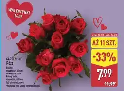 ALDI GARDENLINE Róże (Bukiet 11 szt.) oferta