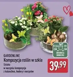 ALDI GARDENLINE Kompozycja roślin w szkle oferta