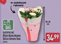 ALDI GARDENLINE Róża doniczkowa Dolce Amore Duo oferta