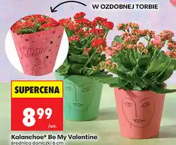 Biedronka Kalanchoe Be My Valentine oferta