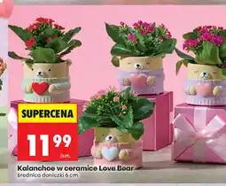 Biedronka Kalanchoe w ceramice Love Bear oferta