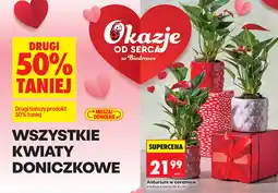 Biedronka Kwiaty doniczkowe oferta