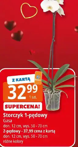 E.Leclerc Storczyk 1-pędowy oferta