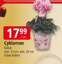 E.Leclerc Cyklamen Gasa oferta