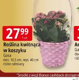 E.Leclerc Gasa Roślina kwitnąca w koszyku oferta
