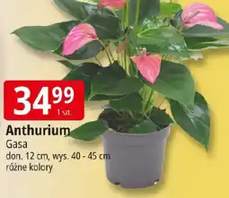 E.Leclerc Anthurium oferta