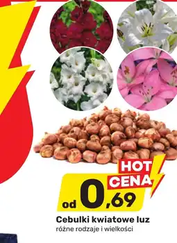 Bricomarche Cebulki kwiatowe oferta