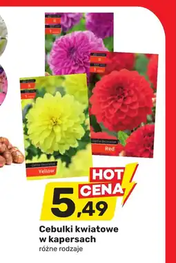 Bricomarche Cebulki kwiatowe Yellow oferta