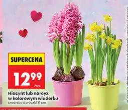 Biedronka Hiacynt oferta