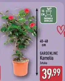 ALDI Kamelia Gardenline oferta