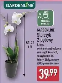 ALDI Storczyk 2-pędowy Gardenline oferta