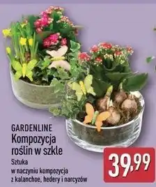 ALDI Kompozycka roślin w szkle Gardenline oferta
