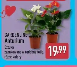 ALDI Gardenline Anturium oferta