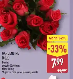 ALDI Gardenline Róże oferta