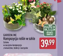 ALDI Gardenline Kompozycja roślin w szkle oferta