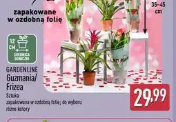 ALDI Gardenline Guzmania/Frizea oferta