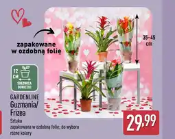 ALDI Frizea Gardenline oferta