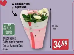 ALDI Róża Gardenline oferta