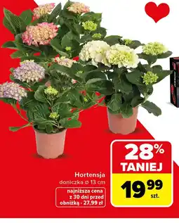 Carrefour Doniczka oferta
