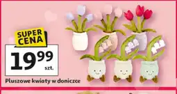 Auchan Pluszowe kwiaty w doniczce oferta