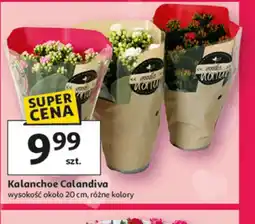 Auchan Kalanchoe Calandiva oferta