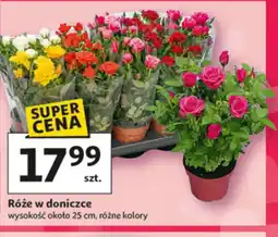 Auchan Róże w doniczce oferta