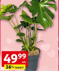 Auchan Monstera Delicosa oferta