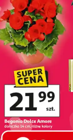 Auchan Begonia Dolce Amore oferta
