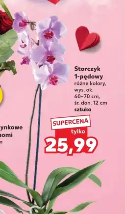 Kaufland Storczyk Ok oferta
