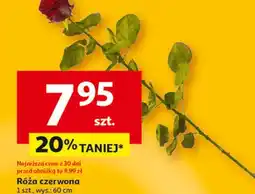 Auchan Róża 60 cm oferta