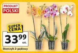 Auchan Storczyk 2 pędowy oferta