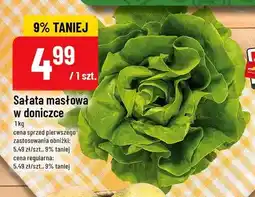 Polomarket Sałata masłowa w doniczce oferta