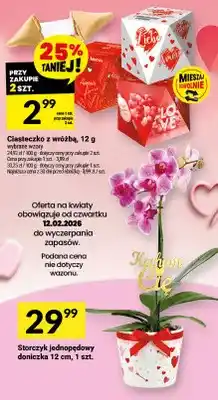 Twój Market Storczyk jednopędowy doniczka 12 cm oferta