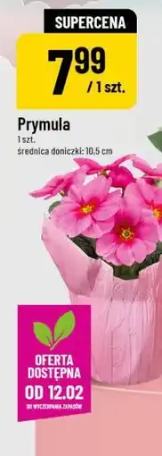 Polomarket Prymula oferta