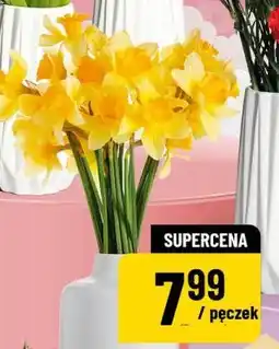 Polomarket Żonkile (pęczek 20 szt.) oferta