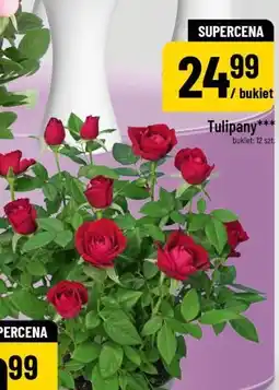 Polomarket Tulipany (bukiet 12 szt.) oferta