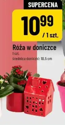 Polomarket Róża w doniczce oferta