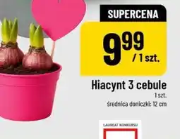 Polomarket Hiacynt 3 cebule oferta