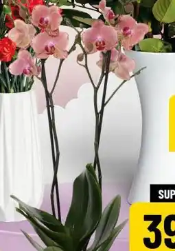 Polomarket Storczyk dwupędowy (1 szt., śr. doniczki 12 cm) oferta